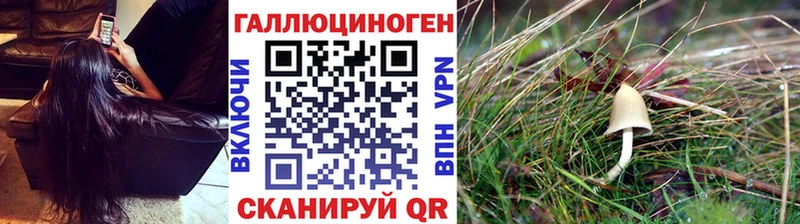 Галлюциногенные грибы Psilocybine cubensis  закладки  Звенигород 